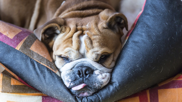 Med thumb english bulldog
