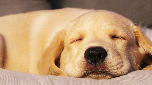Med thumb dog dreaming