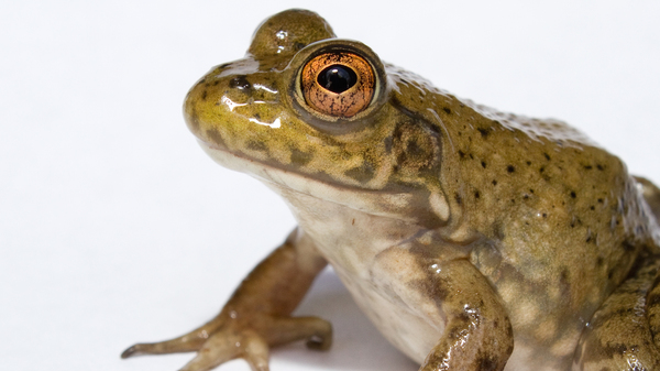 Med thumb americanbullfrog main