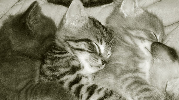 Med thumb sleep positions cuddling kittens
