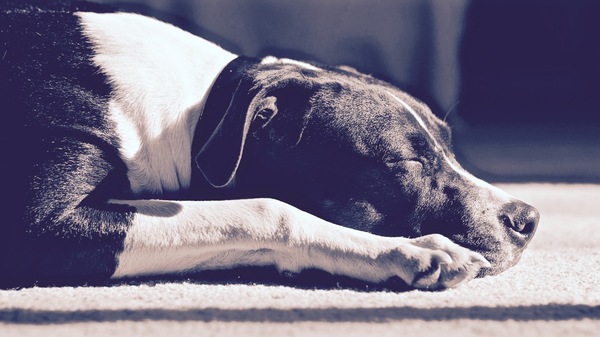 Med thumb horizontal dog sleep