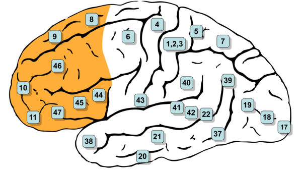 Med thumb memory brain