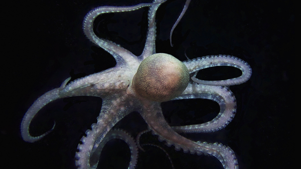 Med thumb octopus large