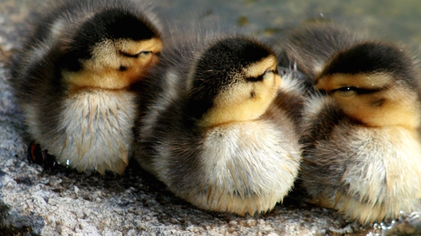 Med thumb ducks sleeping together cropped