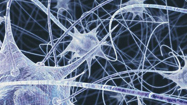 Med thumb neurons