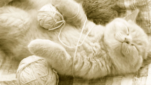 Med thumb sleep too much cat