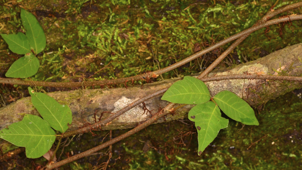 Med thumb poison ivy main