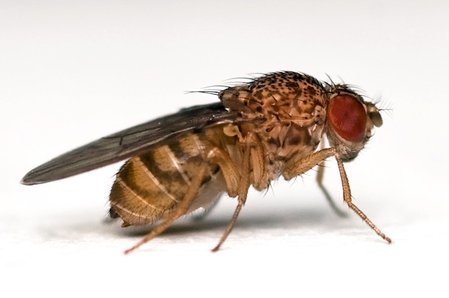 Sleeping animals fruit fly