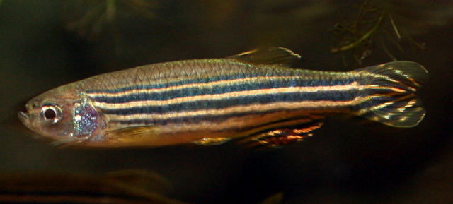 Sleeping animals zebrafish