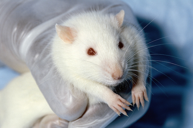 Sleeping animals mice