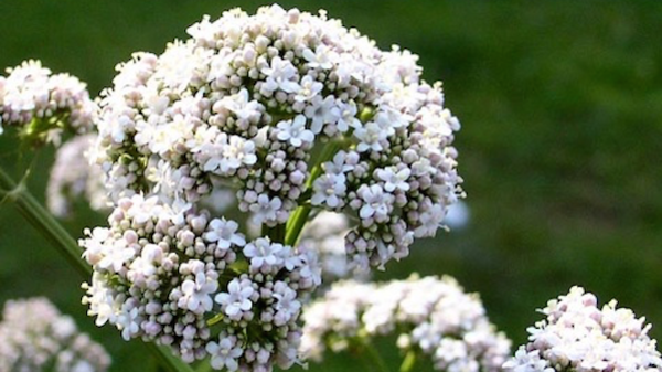 Med thumb valerian