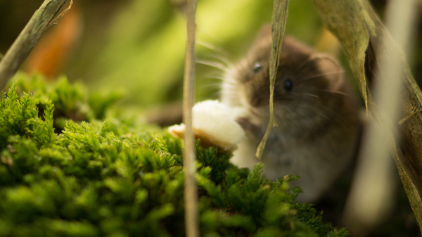 Med thumb nature animal mouse beautiful