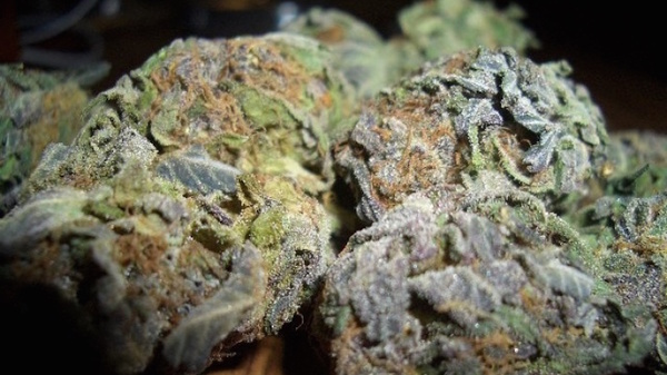 Med thumb blueberry kush