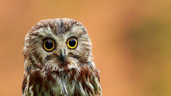 Med thumb baby owlet main