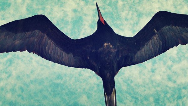 Med thumb frigate bird main123