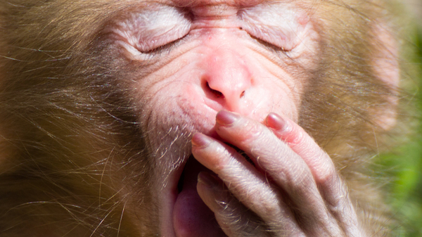 Med thumb monkeysmilemain