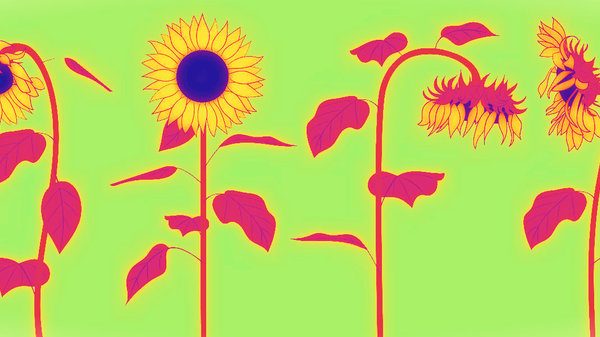 Med thumb sunflowersmain3232