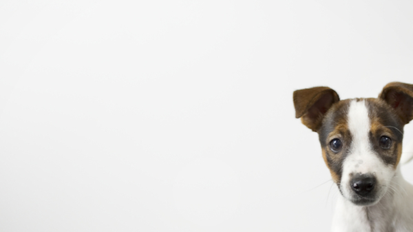 Med thumb dog sleep disorder
