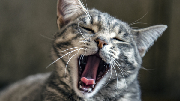 Med thumb catyawn