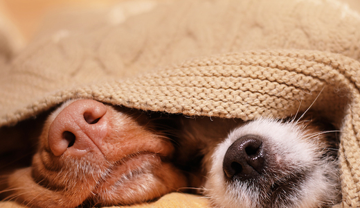 Study: Let Your Dog Into Your Bedroom (If You Want)