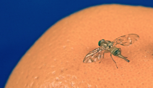 Male (Flies) Pull All-Nighters to Hit on Female (Flies)