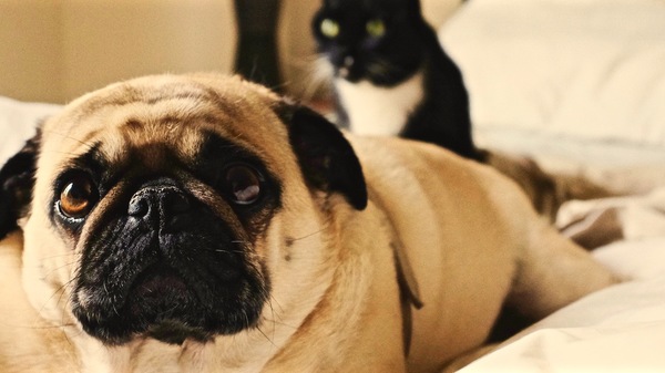Med thumb dog and cat in bed full size
