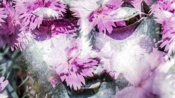 Med thumb buddha flowers 2000