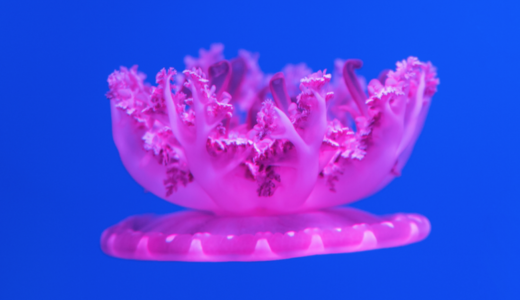 Scientists Discovered Sleep in Jellyfish