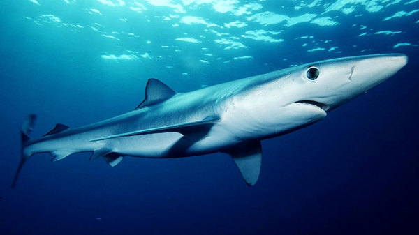 Med thumb shark