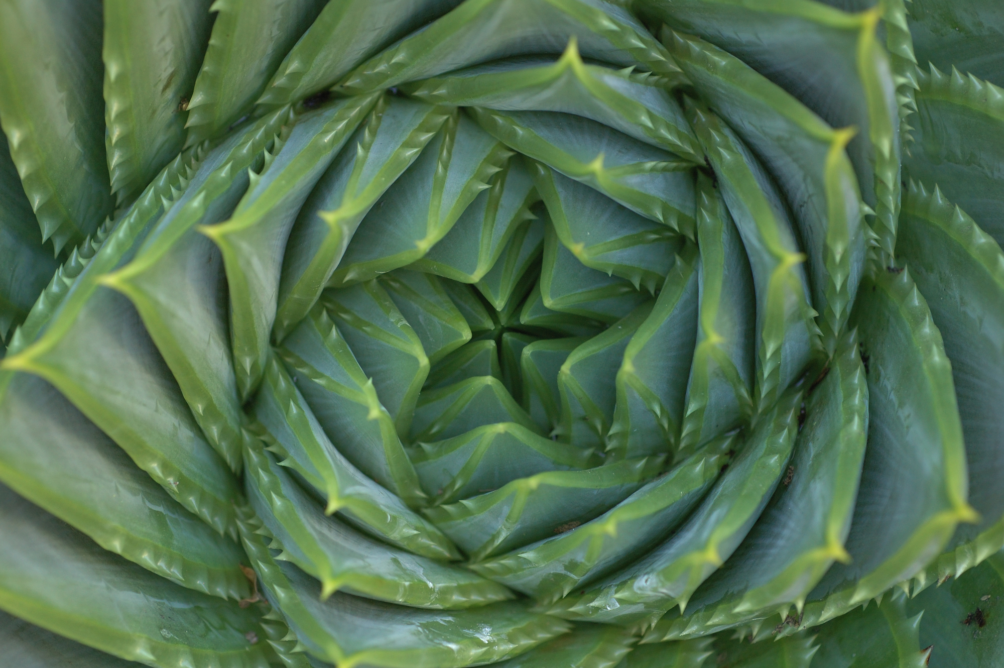 Aloe plant